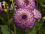 Dahlia Field 041