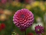 Dahlia Field 070