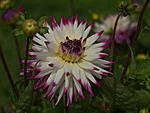 Dahlia Field 113
