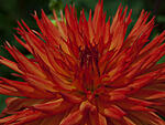 Dahlia Field 119