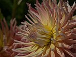 Dahlia Field 163