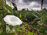 bindweed 1