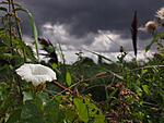 bindweed 2