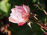 leica R 90mm f2.8 Elmarit ( Last version ).  Aperture f5.6