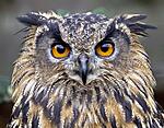 Owl 1