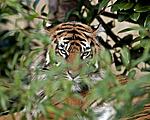 Tiger1