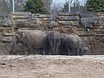 elephants