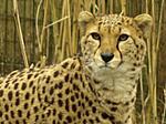 leopard 2