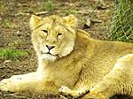 lioness