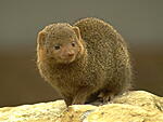 mongoose