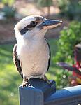 Kookaburra