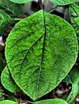 Leaf