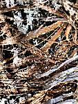 Palm bark