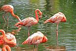 Flamingos