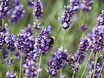 Bees on the Lavender