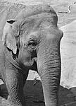 Elephant in Mono