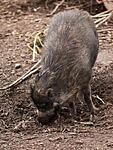 A Warty pig