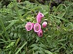 wild flower today E1 with 14-42mm kit lens.