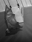 PA078389 from RAW crop contrast boost websize