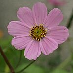 Pink flower