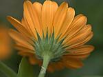 Orange flower 2
