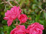 Pink rose