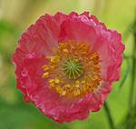 Pink Crepe flower 2