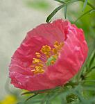 Pink Crepe flower 3