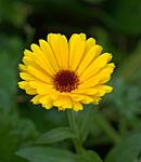 Yellow flower