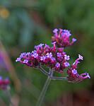 Delicate flower