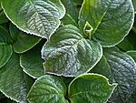 A touch of Frost. Hydrangeas