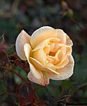 Frosted rose in early morning sun