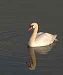 Swan at Quay