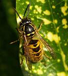 Wasp on Varigated laurel
