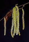 catkin 1