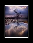 Lonely Tree at Torridon