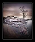 Toughest tree in Torridon