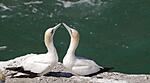 gannet at Muriwai NZ