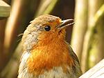 robin