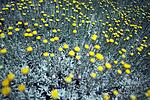 yellowblur