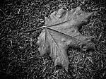 Sycamore leaf.

Processed on iPad with Photogene and Snapseed.