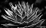 Monkey puzzle tree