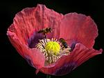 Bee Meeting
