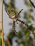 Wasp Spider on web