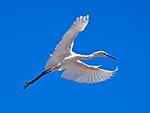 Little egret