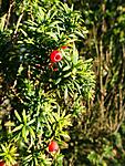 Yew