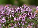 Thyme5