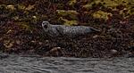 Female grey seals