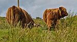 Highland Cows