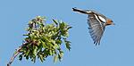 Chaffinch